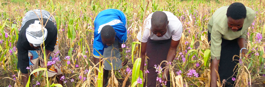 Women uprooting parasitic plant Striga (also known as witchers weed). Photo: Jimmy Pittchar/Icipe
