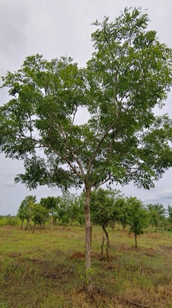 A specimen of Kosso tree photographed by Benziwa Johnson with the camera she has bought with the TWAS-Sida grant. (Picture provided)