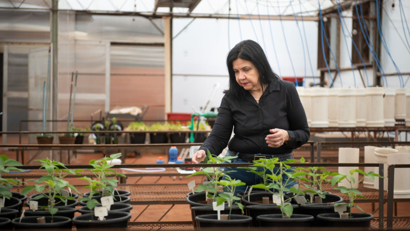 Hungria in greenhouse